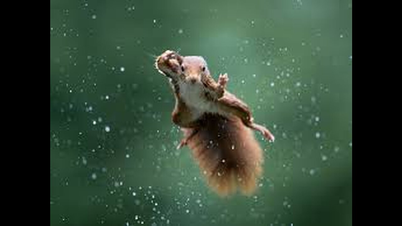 BestFunnyAnimalVideosoftheyear(2023)funniestanimalseverrelaxwithcuteanimalsvideo