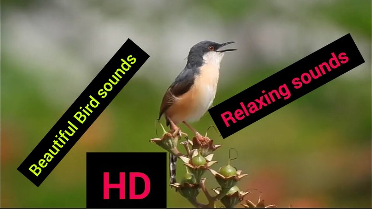 Birds sound relaxing