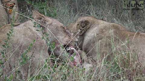 LIONS: Following The Pride 68: Finishing A Kudu Meal