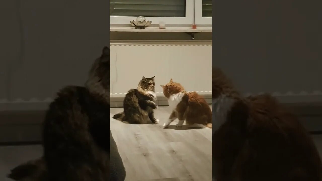 Cat Video #shorts #cat #funny