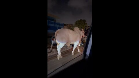 Biggest cow