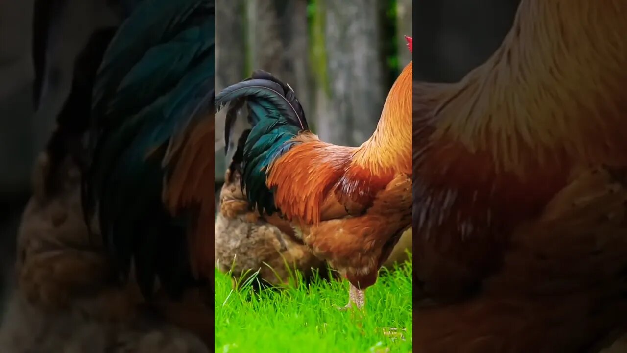 #animals#birds#nature#beautiful#hens#roaster#amazing#naturelover