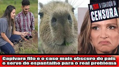 Capivara filo e o caso mais obscuro do país e serve de espantalho para o real problema