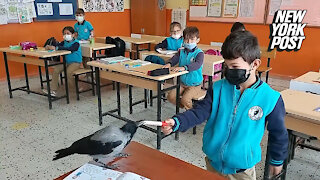 Crow goes to school with kid who nursed it back to health