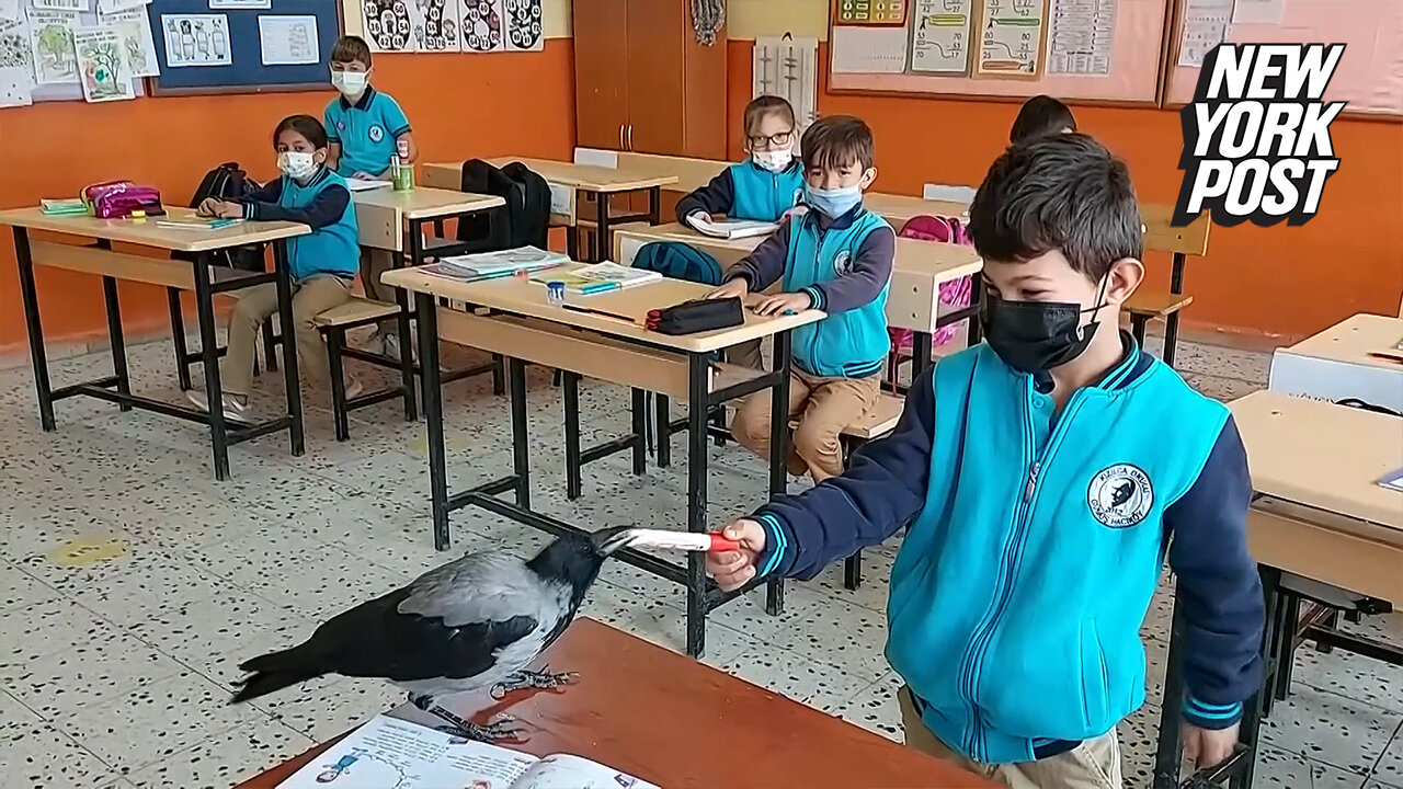 Crow goes to school with kid who nursed it back to health