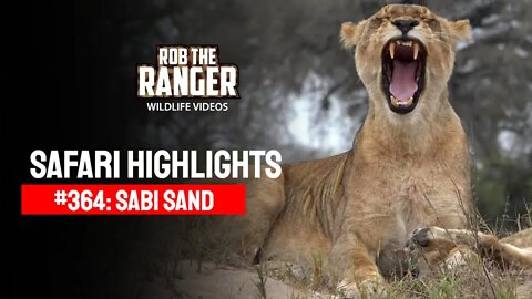 Safari Highlights #364: 11- 14 September 2015 | Sabi Sand Nature Reserve | Latest Wildlife Sightings