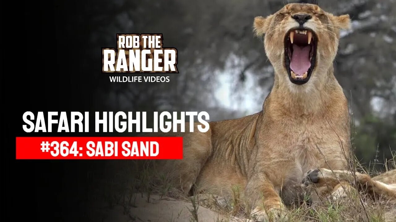 Safari Highlights #364: 11- 14 September 2015 | Sabi Sand Nature Reserve | Latest Wildlife Sightings