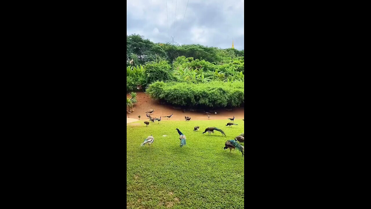 peacocks