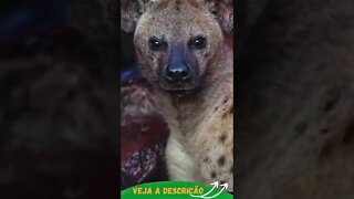 HIENA DEGUSTANDO SUA REFEIÇÃO #shorts