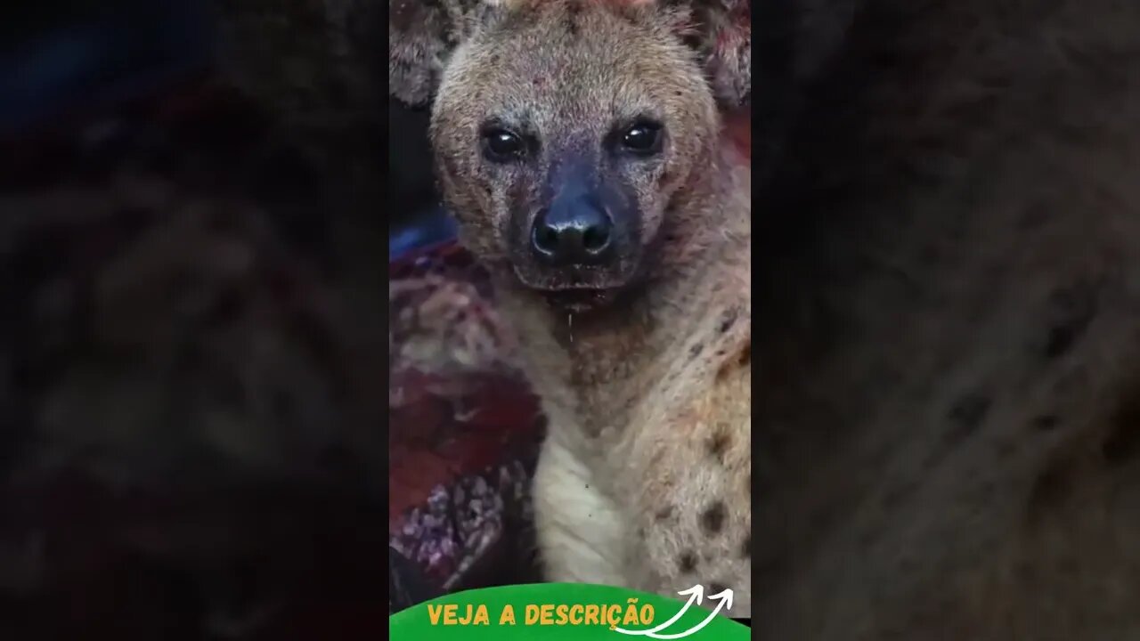 HIENA DEGUSTANDO SUA REFEIÇÃO #shorts