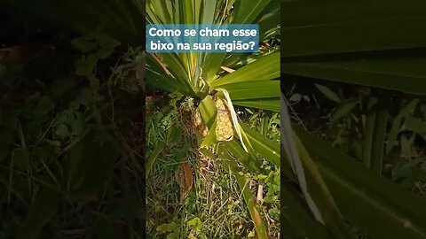 bixo estranho fruta estranha sabe nome deles ??