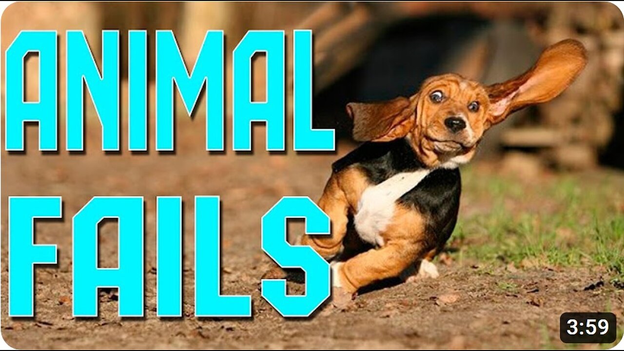 Epic Animal Fail Compilation