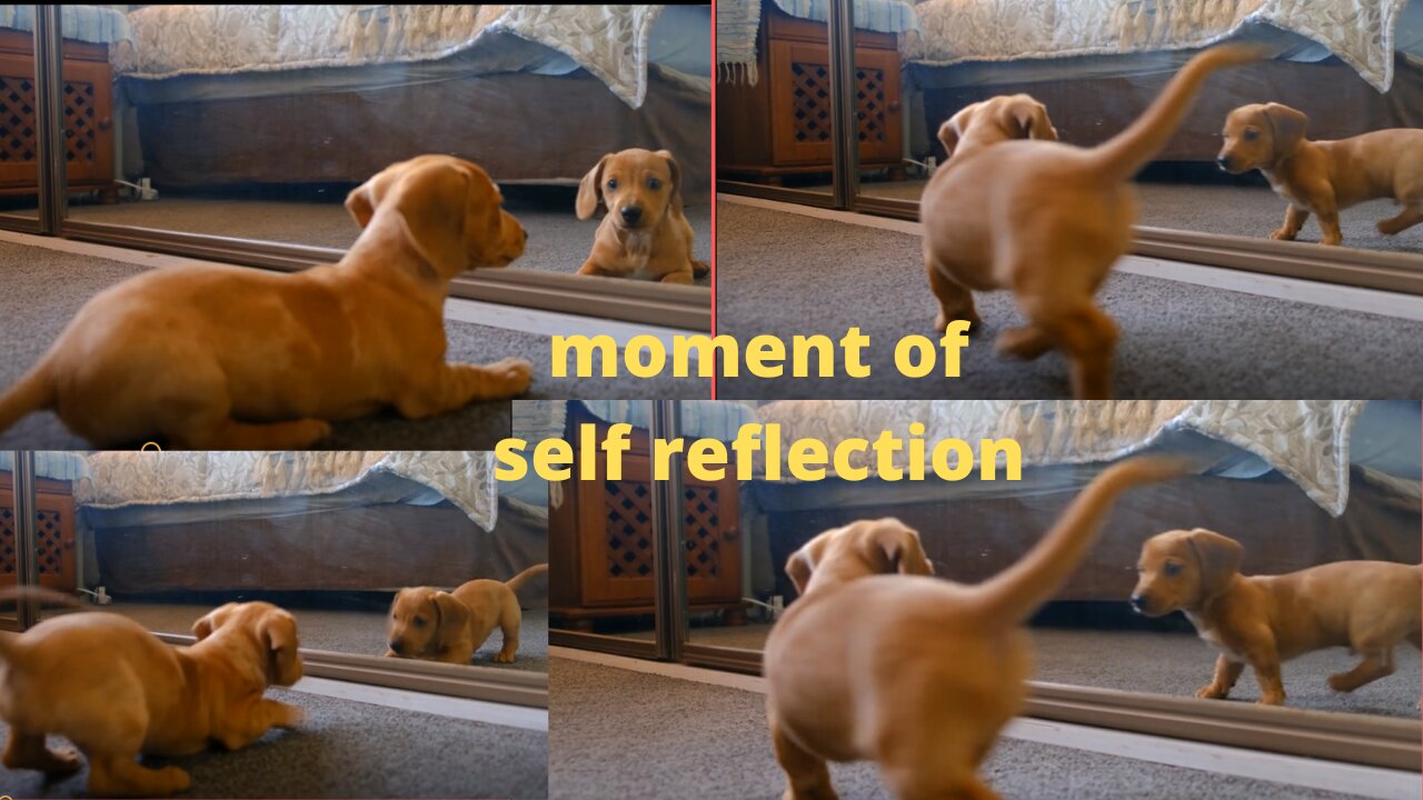 Pup freaks out after seeing his own reflection