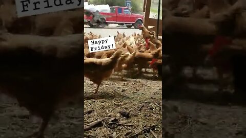 #friday #chickens #freerange #layers #homesteading #homesteadlife #farm #farmlife #farmanimals