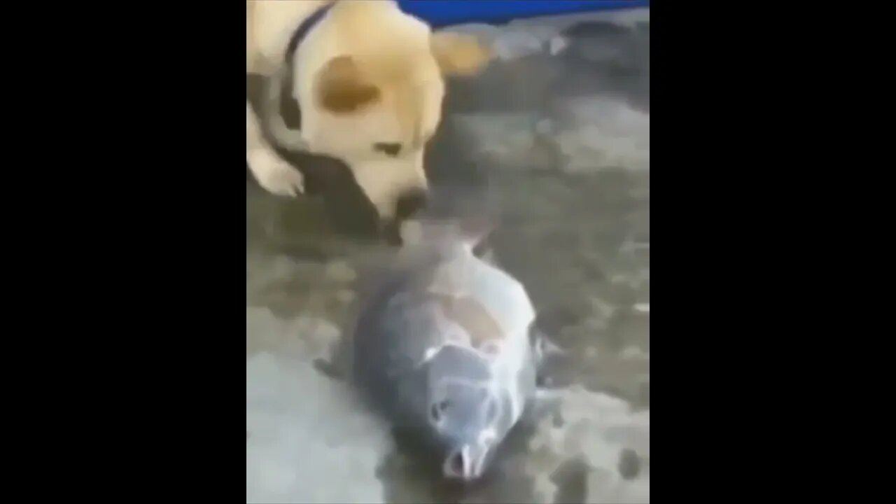 Dog tries to save his fish friend