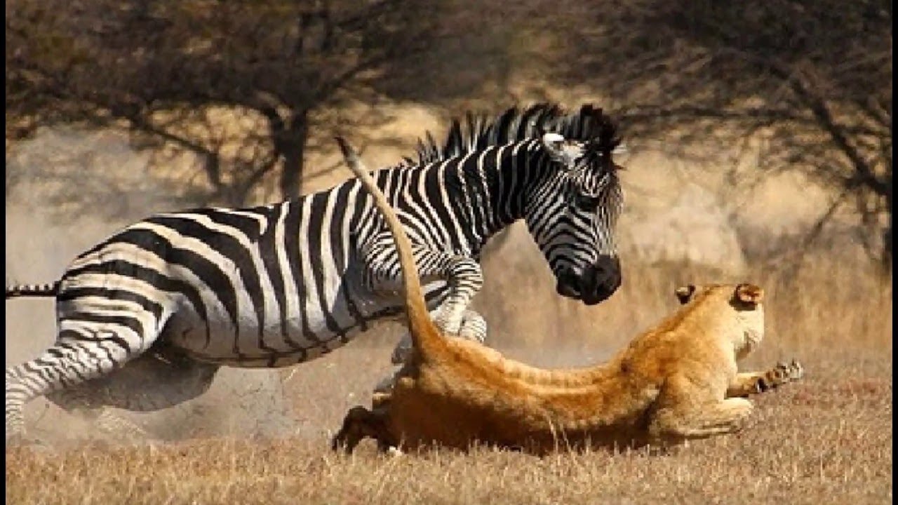 Lion Attacks Zebra : Lion vs Zebra _ Wildlife _Perfect Videos