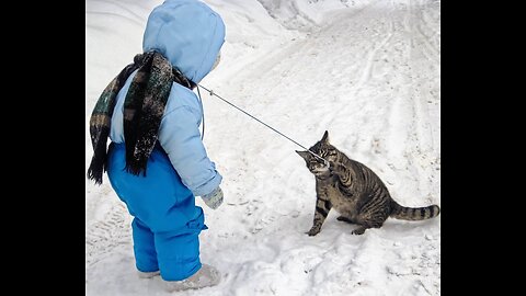 Try Not To Laugh Challenge - Funny Cat & Dog