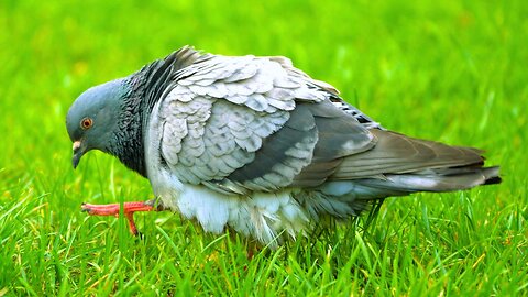 Claws, Feet, Feathers, Wings and Tail... Short Pigeon Grooming Video