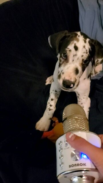 Artemis's singing debut!