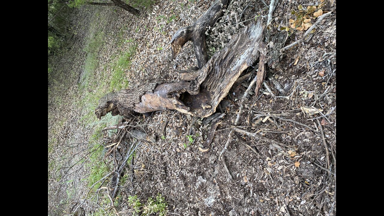 Clear Creek Limb propagating to Austin top bar hive. Old Queen left with half of the colony, other half stays behind and raises new queen.