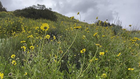 Wild sun flowers