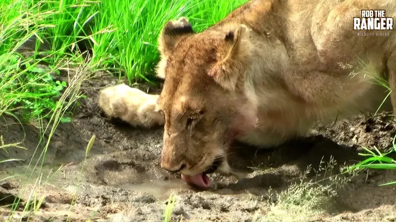 Lionesses Go To Drink | Archive Ximhungwe Lion Pride Footage