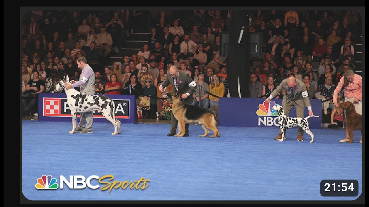 National Dog Show 2024: Best in Show (Full Judging) | NBC Sports