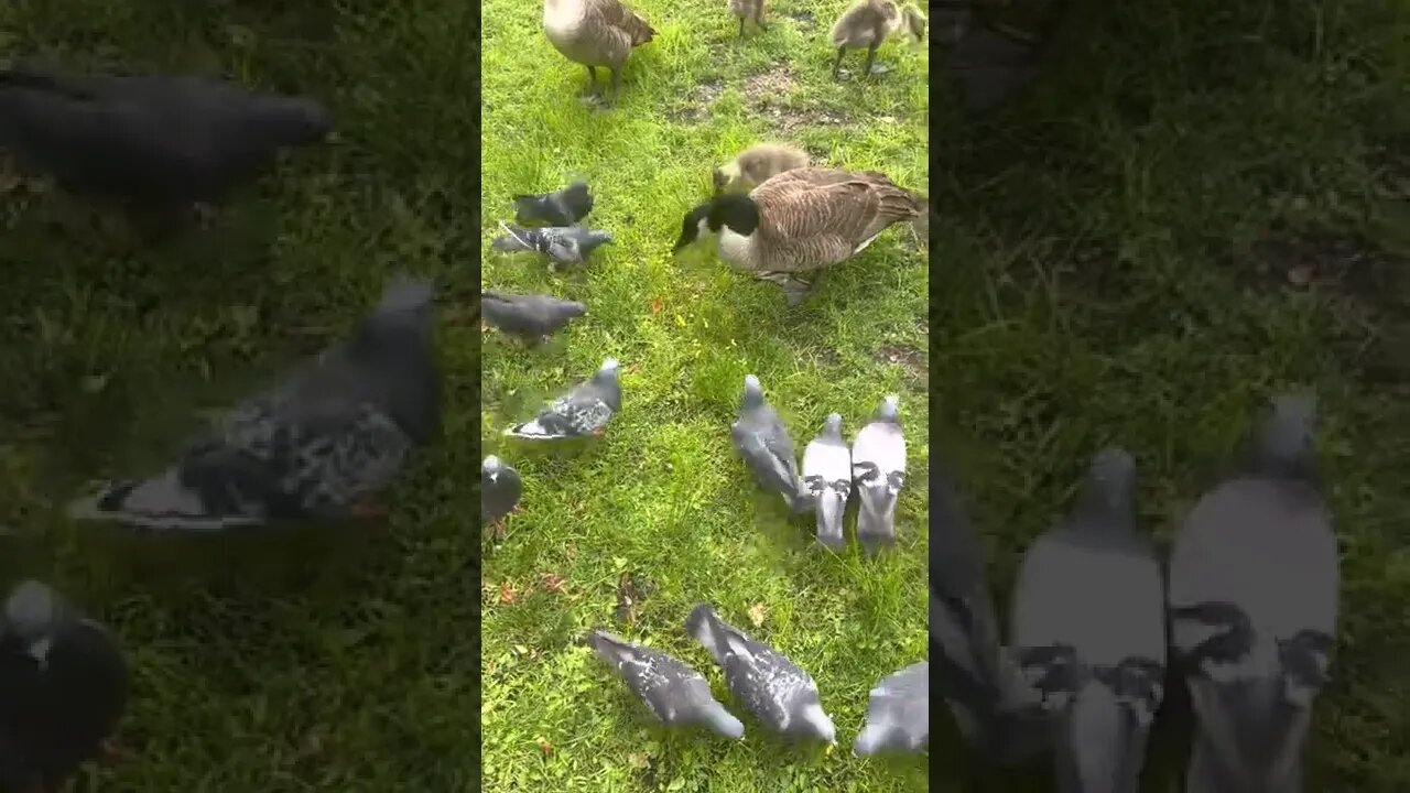 Feeding the geese in Jersey City, New Jersey. June 21, 2022.