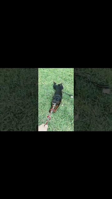 Give it to me!!! Tugging with a huge Rottweiler