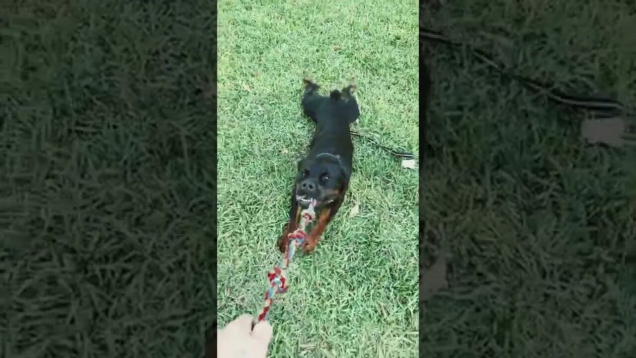 Give it to me!!! Tugging with a huge Rottweiler