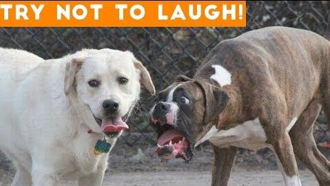 Funniest animal videos ever!