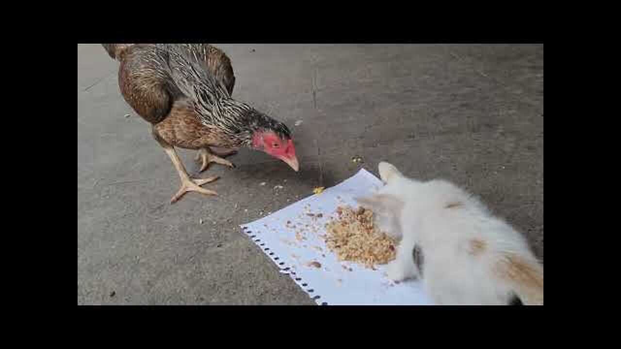 Kitten Shares Food with Hen (Chicken Mom)