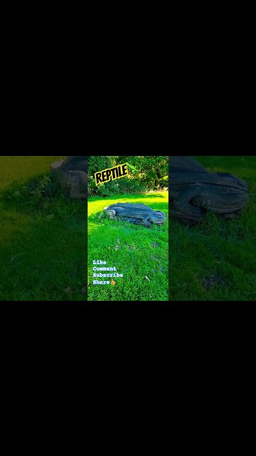 Reptile🦎 #nature #naturelovers #woodcarving #woodsculpture #woodworking #reptiles #outdoors #wild