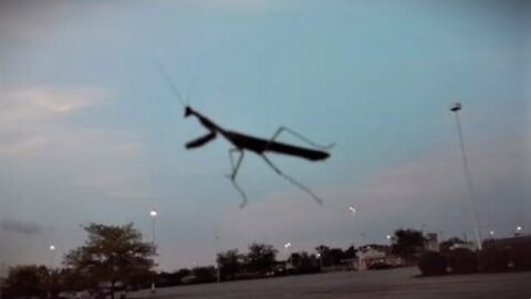 GIANT PREYING MANTIS SEEN HOVERING IN THE SKY