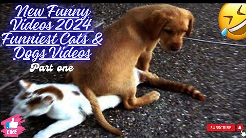 New Funny Videos 2024 😍 Funniest Cats & Dogs Videos (Part 1)