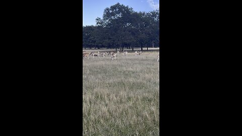 Must visit in London # Richmond park