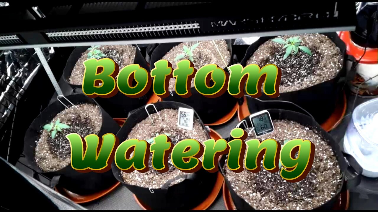 Week 3 Auto Flower Grow (Bottom Watering) [Fox Farm, Mephisto, Ethos]