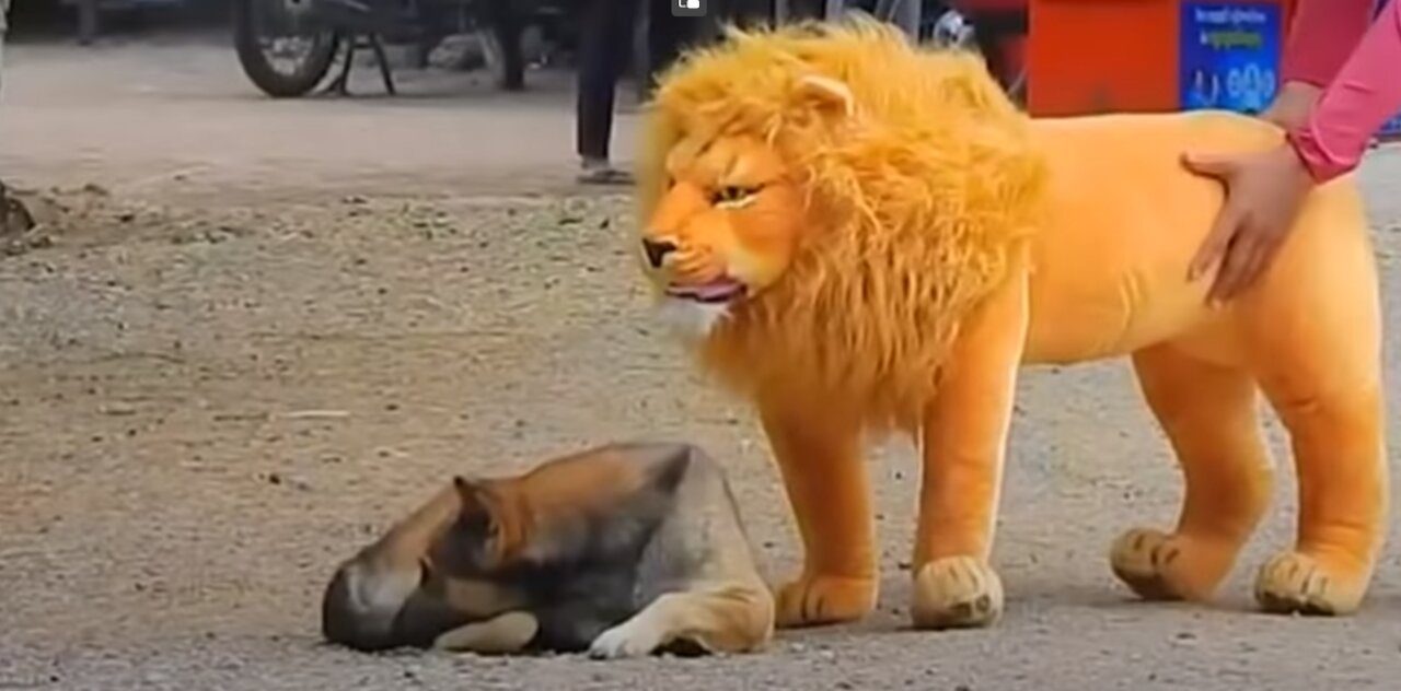 Troll Prank Dog Funny & fake Lion and Fake Tiger Prank To dog & Huge Box Prank to dog