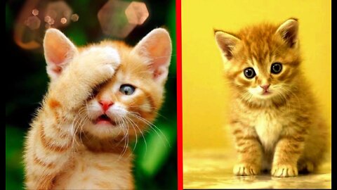 Cats funny video cats training video cats video ❤️ subscribe to aur channel