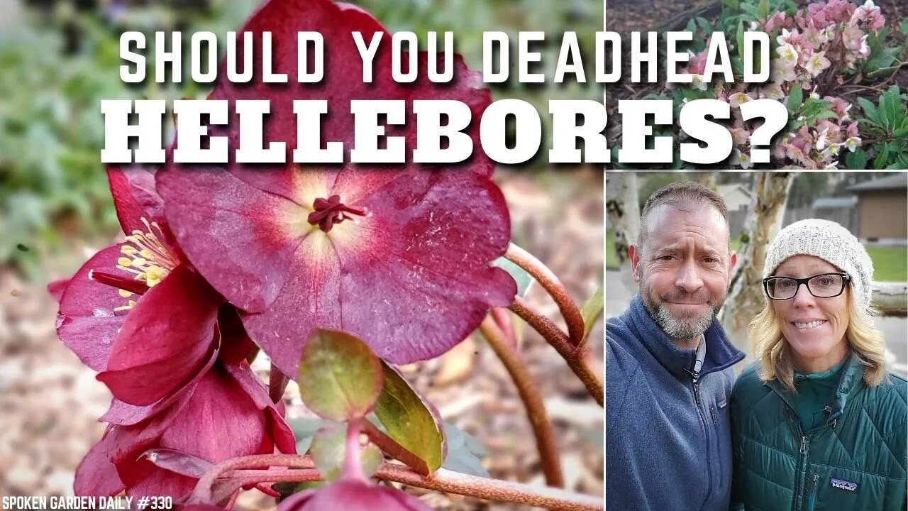 ✂ Should You Deadhead Hellebores? | Do You Deadhead Hellebores - SGD 330 ✂