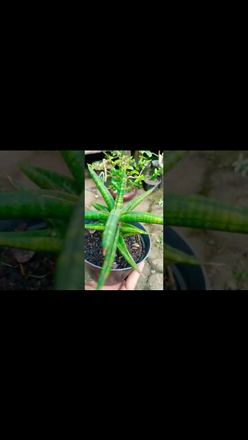 sansevieria #shorts