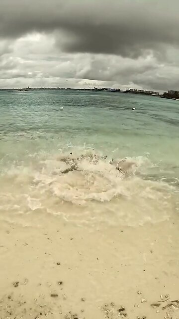 when sharks attack a stingray #shark #sharks #ocean #sharkweek #underwater