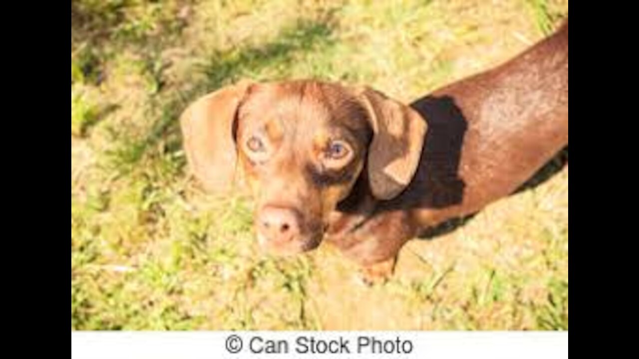 Cheerful And Lively little dog