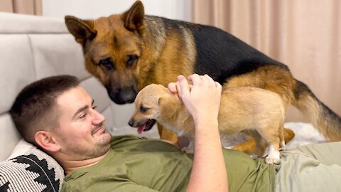 See what does German Shepherd do when I hug a puppy