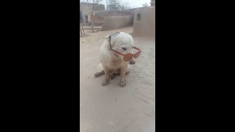 Dog in Pakistani funny | dog funny | funny clip dog's | dogs Funny video clips | dog 🐕 | dogs short