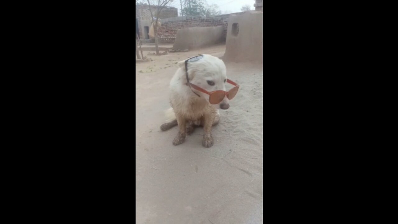 Dog in Pakistani funny | dog funny | funny clip dog's | dogs Funny video clips | dog 🐕 | dogs short