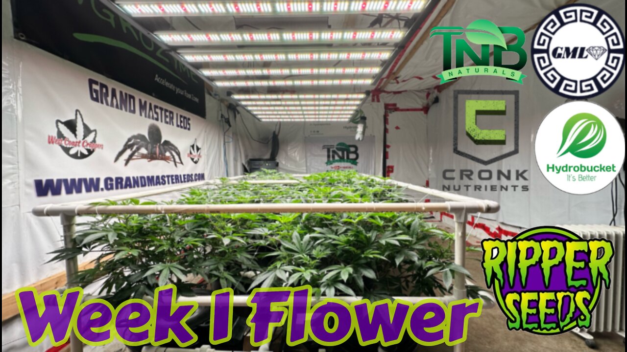 Ripper Seeds GMO x Animal Cookies WK 1 flower Under @grandmasterlevel master bloom 6 reds