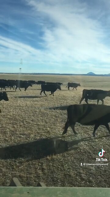 There’s Nothing Great About This Country?