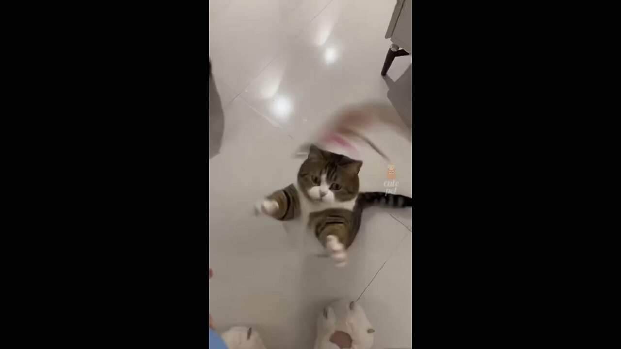 Funny cute cats