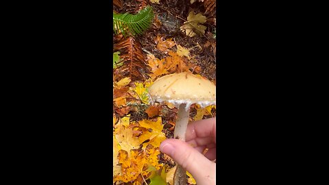 Fall Forage / Not Edible #explore #hiking #forest